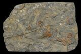 Ordovician Echinoderm Plate (Eocrinoids & Brittle Star) - Morocco #170631-1